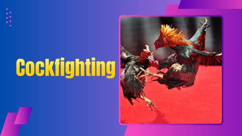 234Win Online Cockfighting